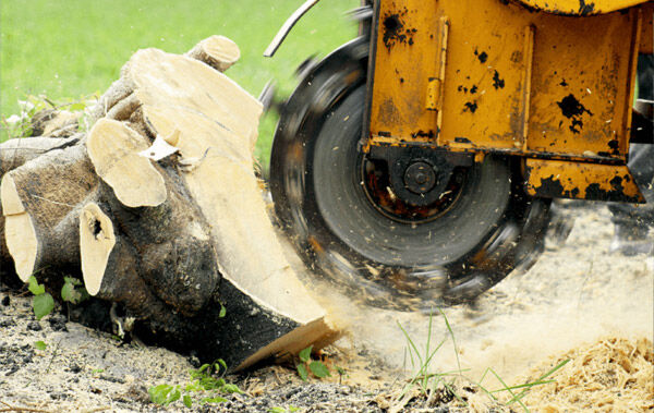Stump Grinding vs. Stump Removal: What’s the Best Choice for Your Landscape?